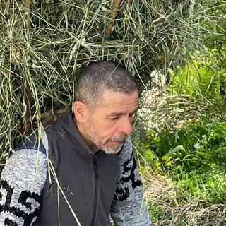Giuseppe Reggiori al lavoro mentre trasporta fieno nel suo gerlo record