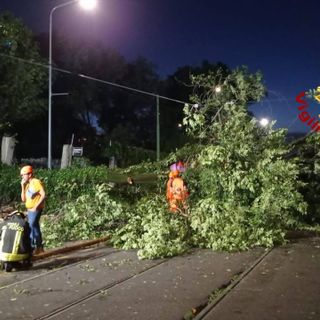 L'albero di 20 metri crollato a Milano per il maltempo