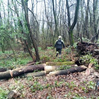 Travolto dall'albero che stava tagliando: volontario ferito gravemente nei boschi di Sumirago