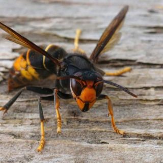 Un esemplare di vespa velutina (foto dal web)