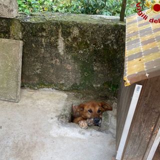 FOTO. Cunardo, cane resta incastrato in un canale di scolo. Salvato dai vigili del fuoco