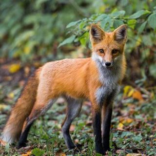 5 volpi positive al virus del cimurro. ATS Insubria: «Massima attenzione ai cani»