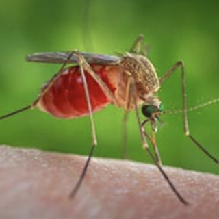 Febbre del Nilo: una vittima in Piemonte per l'infezione trasmessa dalle zanzare