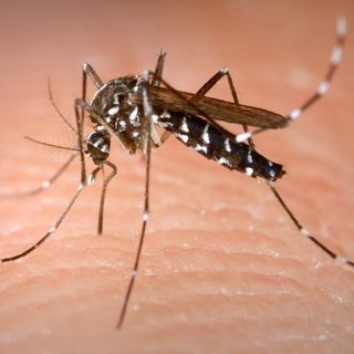 Zanzare, ecco come difendersi da questi fastidiosi insetti