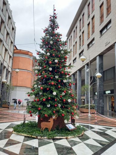 Busto aspetta il Natale. Arriva l'albero in via Milano