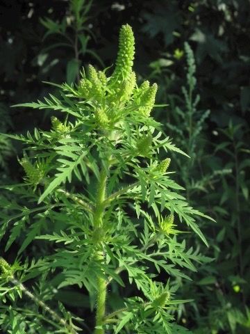 Ambrosia, tutto ciò che si sta facendo e si chiede di fare a Busto