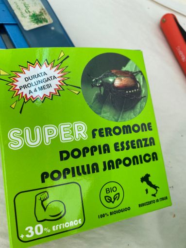 Renato Pozzi ci mostra la trappola per la micidiale Popillia Japonica Renato Pozzi ci mostra la trappola per la micidiale Popillia Japonica