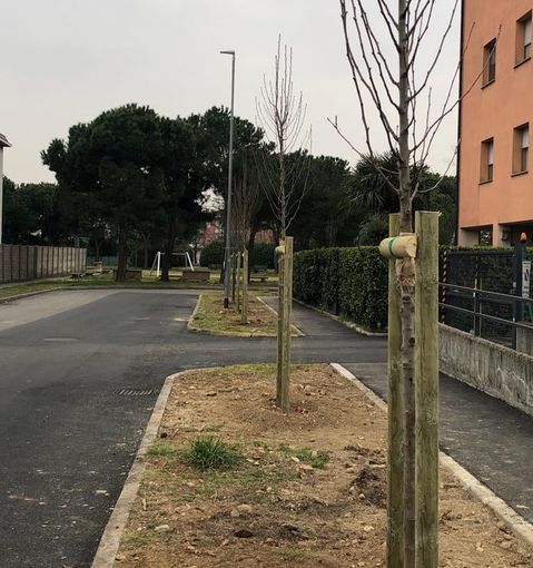 Nuovi peri da fiore per abbellire Busto. Terminati i lavori al parco Brando Nuovi peri da fiore per abbellire Busto. Terminati i lavori al parco Brando