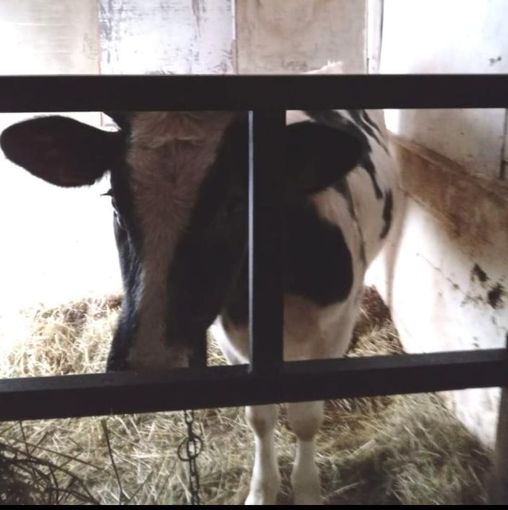 Leggiuno, la denuncia degli animalisti: «Vitello incatenato senz'aria e al buio» Leggiuno, la denuncia degli animalisti: «Vitello incatenato senz'aria e al buio»