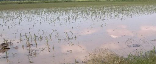 Maltempo, Coldiretti fa la conta dei danni: «Varesotto nella morsa, in Lombardia 70 eventi estremi»