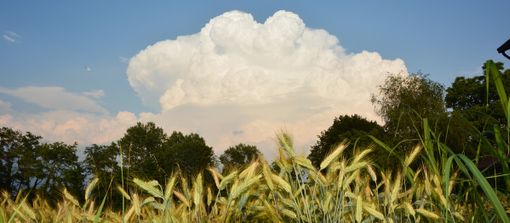 Cumulonembo svetta sopra i campi del grano  (Foto P. Valisa tratta da astrogeo.va.it)