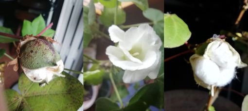 FOTO. Sarà un bianco Natale (parola di cotone) FOTO. Sarà un bianco Natale (parola di cotone)