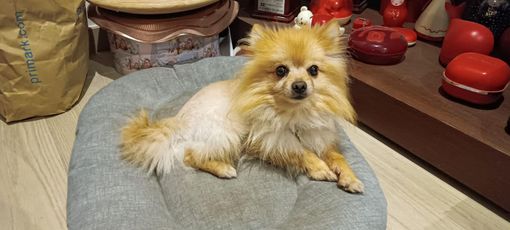 Bentornato dalla tua padroncina, Maui. Foto dalla pagina Facebook Famiglie SMA APS ETS Bentornato dalla tua padroncina, Maui. Foto dalla pagina Facebook Famiglie SMA APS ETS