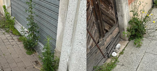 L'ira del sindaco: «Mini giungle in città, ripartano subito gli interventi sul verde»