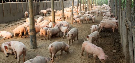Peste suina, in Lombardia 53% maiali italiani. Coldiretti: «Bene ordinanza salva stalle»