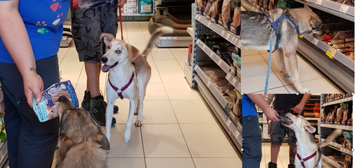 Nick e Skilla perfette massaie a quattro zampe: anche così cercano casa