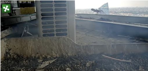 Il nido ormai vuoto, i giovani falchi sono lanciati verso l'indipendenza sotto gli occhi di mamma e papà