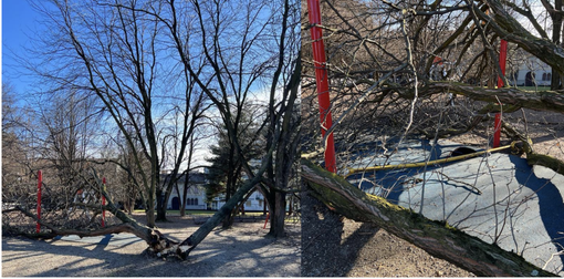 Vento forte, cade una pianta. Paura nel parco a Busto Vento forte, cade una pianta. Paura nel parco a Busto