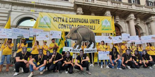 La siccità spinge i cinghiali nei centri urbani mentre i danni nel Varesotto continuano