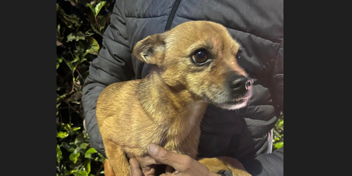 Cagnolina trovata a Sacconago, c’è il lieto fine