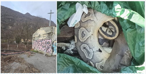 A sinistra: il luogo dopo l'intervento di pulizia. A destra: la carcassa di uno dei pitoni