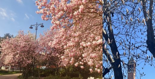 La fioritura di piazzale Facchinetti e a lato segnali di primavera vicino al campanile di Sant'Edoardo La fioritura di piazzale Facchinetti e a lato segnali di primavera vicino al campanile di Sant'Edoardo