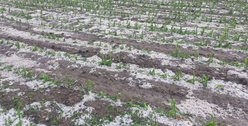 Maltempo. Coldiretti: «Milioni di danni nelle campagne lombarde» Maltempo. Coldiretti: «Milioni di danni nelle campagne lombarde»