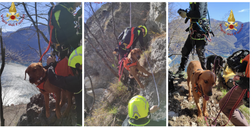 Due cani bloccati sul costone della montagna. Li salva l'elicottero dei vigili del fuoco di Malpensa