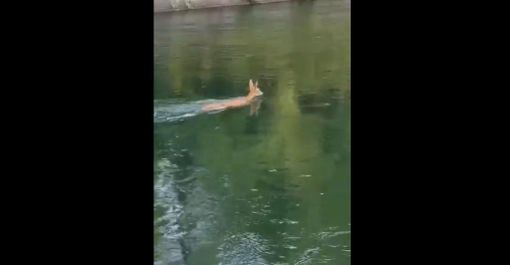 VIDEO - Un cerbiatto scivola nella diga del Panperduto e si salva nuotando fino a riva VIDEO - Un cerbiatto scivola nella diga del Panperduto e si salva nuotando fino a riva