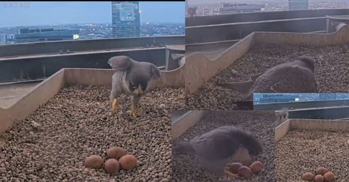 Alcuni screenshot dai bei video del gruppo Facebook Alcuni screenshot dai bei video del gruppo Facebook