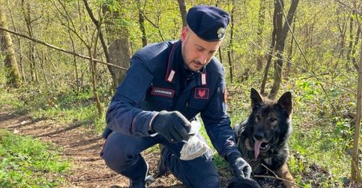 Boschi dello spaccio: i cani Kevin e Adolf fiutano la droga sotto la vegetazione. I carabinieri di Busto controllano una cinquantina di persone