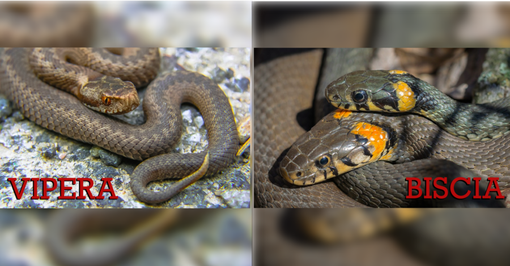 Biscia o vipera? Come distinguere l'innocuo dal velenoso e come comportarsi in caso di avvistamento