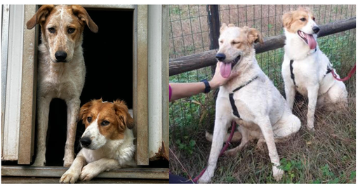 «Mara e Jacqueline avvelenate con i fratellini hanno lottato per vivere: adottate queste cagnoline»