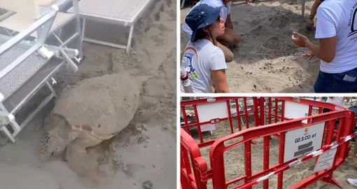 VIDEO. Una splendida tartaruga Caretta Caretta sceglie la sabbia di Alassio per salvarsi e nidificare VIDEO. Una splendida tartaruga Caretta Caretta sceglie la sabbia di Alassio per salvarsi e nidificare