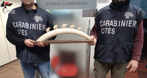 Il materiale sequestrato dai carabinieri Forestali Il materiale sequestrato dai carabinieri Forestali