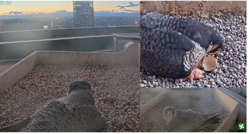 Lo sguardo su Milano e poi la gioia del primo pullo Lo sguardo su Milano e poi la gioia del primo pullo