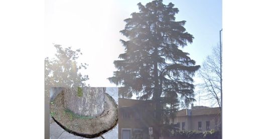 Cerro Maggiore, sarà abbattuto il cedro di fronte all'ex consultorio