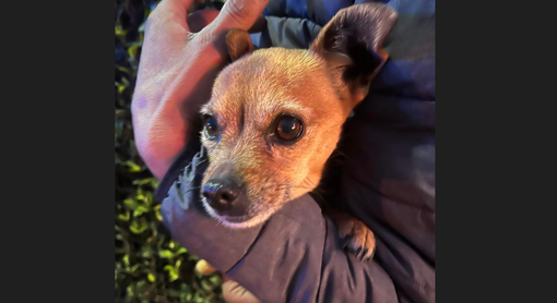 Cagnolina trovata a Sacconago, appello social Cagnolina trovata a Sacconago, appello social