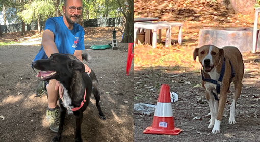 Brigitta e Elena due magnifiche cagnoline che cercano casa