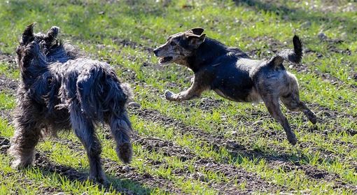 «Prenota il tuo calendario». 365 giorni con gli amici a quattro zampe di Apar Onlus-Canile comunale di Busto Arsizio