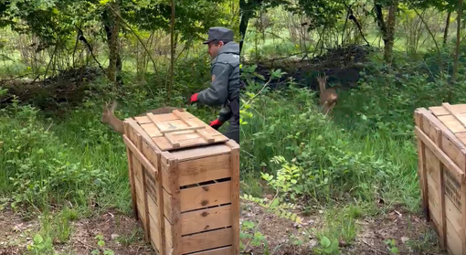 Il capriolo liberato nei boschi di Somma Lombardo Il capriolo liberato nei boschi di Somma Lombardo