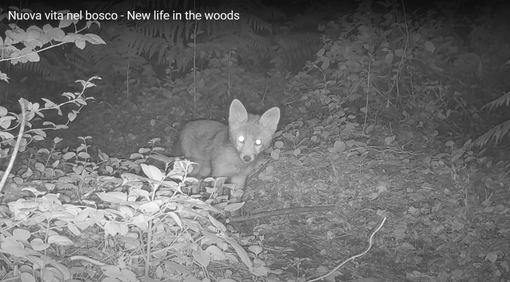 VIDEO. Nuova vita nei boschi di Cavaria con Premezzo: avvistati cuccioli di volpe e caprioli