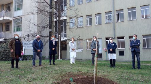 All'ospedale di Busto piantata una paulownia in memoria delle vittime del Covid e per dire grazie ai sanitari All'ospedale di Busto piantata una paulownia in memoria delle vittime del Covid e per dire grazie ai sanitari