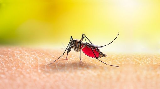 Busto: caso di Dengue, al via la disinfestazione