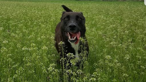 Pinuccia morta per i botti di capodanno al canile di Busto: stava per essere adottata Pinuccia morta per i botti di capodanno al canile di Busto: stava per essere adottata
