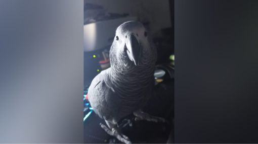 «Mr. Pickles è di nuovo a casa. Grazie al sostegno di tutti»