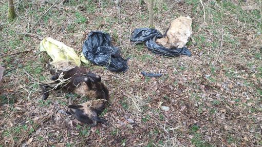 Le carcasse abbandonate in sacchi di plastica