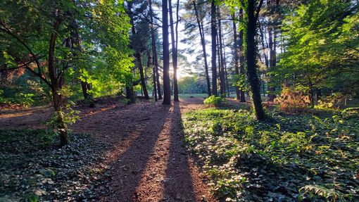 Pam: arriva una nuova quercia in Cascinetta per la festa dell'albero