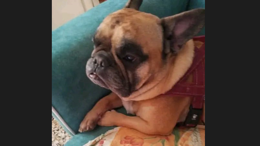 Tommy, il cagnolino al quale la padrona non ha potuto pagare cure d'urgenza