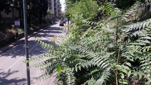 Gli arbusti della scarpata nei pressi del sottopasso, in via Tasso